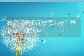 狄高鸭养殖前景怎么样？养狄高鸭赚钱吗？