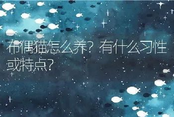 布偶猫怎么养？有什么习性或特点？