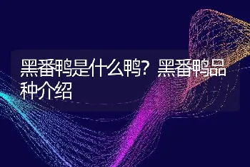 黑番鸭是什么鸭？黑番鸭品种介绍