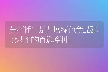 黄河牦牛是开展绿色食品建设基地的首选畜种