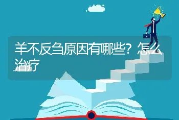 越南东涛鸡是什么？怎么养？东涛鸡可以长多大？