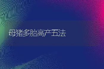 母猪多胎高产五法