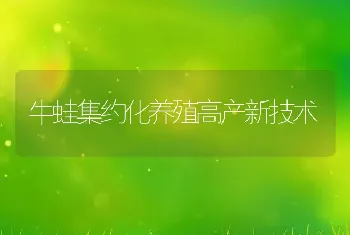 牛蛙集约化养殖高产新技术