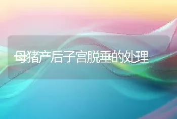 母猪产后子宫脱垂的处理