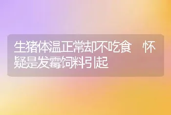 生猪体温正常却不吃食 怀疑是发霉饲料引起