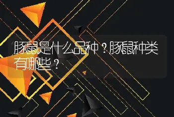 豚鼠是什么品种？豚鼠种类有哪些？