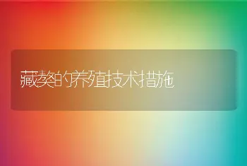 藏獒的养殖技术措施