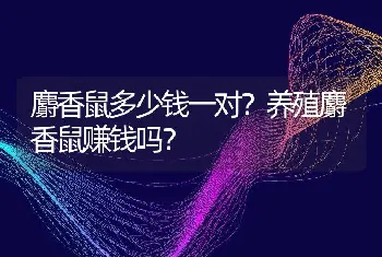 麝香鼠多少钱一对？养殖麝香鼠赚钱吗？