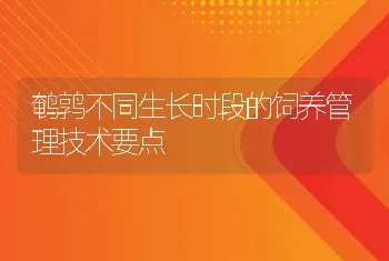 鹌鹑不同生长时段的饲养管理技术要点