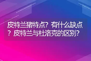 皮特兰猪特点？有什么缺点？皮特兰与杜洛克的区别？