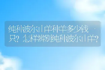 纯种波尔山羊种羊多少钱一只？怎样辨别纯种波尔山羊？