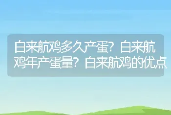 白来航鸡多久产蛋？白来航鸡年产蛋量？白来航鸡的优点