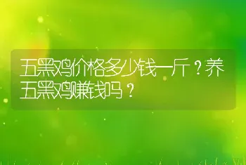 五黑鸡价格多少钱一斤？养五黑鸡赚钱吗？