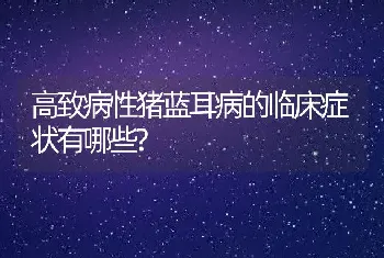 高致病性猪蓝耳病的临床症状有哪些?