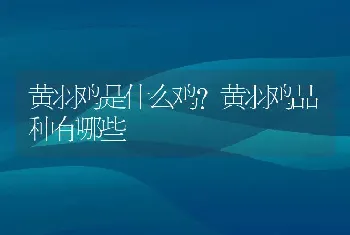 黄羽鸡是什么鸡？黄羽鸡品种有哪些