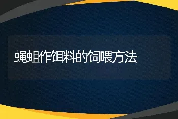 蝇蛆作饵料的饲喂方法