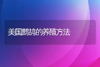 美国鹧鸪的养殖方法