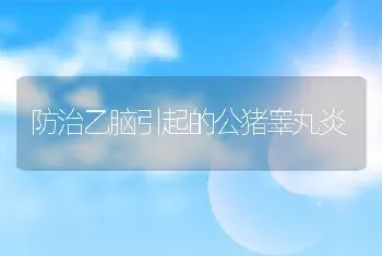 防治乙脑引起的公猪睾丸炎