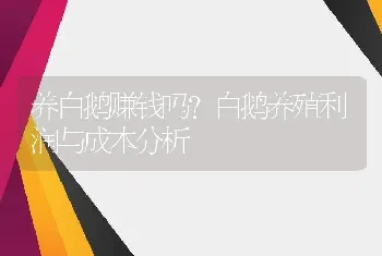 养白鹅赚钱吗？白鹅养殖利润与成本分析