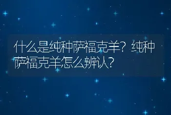 什么是纯种萨福克羊？纯种萨福克羊怎么辨认？