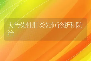 犬传染性肝炎如何诊断和防治