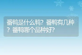 番鸭是什么鸭？番鸭有几种？番鸭哪个品种好？