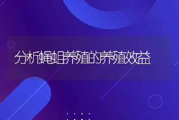 分析蝇蛆养殖的养殖效益