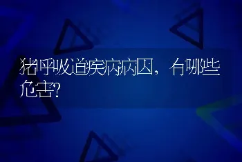 猪呼吸道疾病病因，有哪些危害?