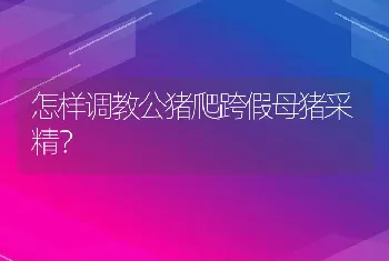 怎样调教公猪爬跨假母猪采精？