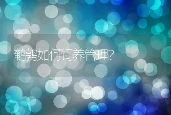 鹌鹑如何饲养管理？