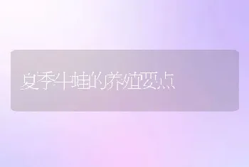 夏季牛蛙的养殖要点