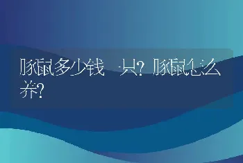 豚鼠多少钱一只？豚鼠怎么养？