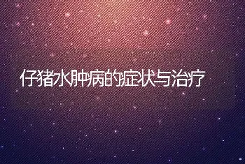 仔猪水肿病的症状与治疗