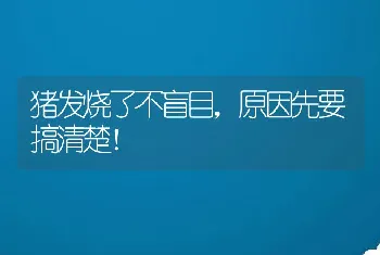 猪发烧了不盲目，原因先要搞清楚！