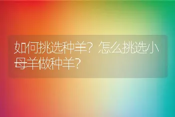 如何挑选种羊？怎么挑选小母羊做种羊？