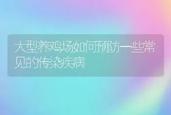 大型养鸡场如何预防一些常见的传染疾病