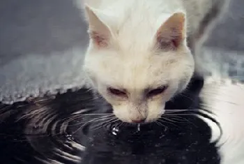 关于猫咪的那些饮水癖好