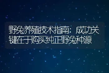 野兔养殖技术指南:成功关键在于购买纯正野兔种源