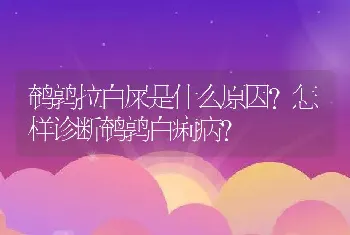 鹌鹑拉白屎是什么原因？怎样诊断鹌鹑白痢病？