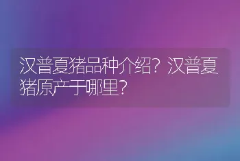 汉普夏猪品种介绍？汉普夏猪原产于哪里？