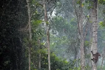 印尼森林大火威胁濒危猩猩