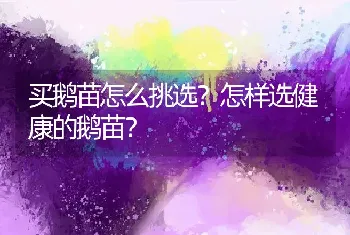 买鹅苗怎么挑选？怎样选健康的鹅苗？