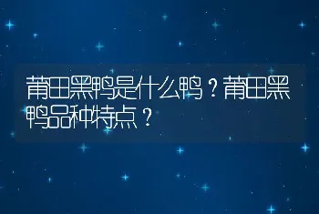 莆田黑鸭是什么鸭？莆田黑鸭品种特点？