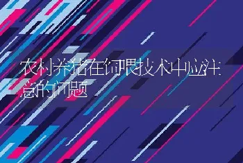 农村养猪在饲喂技术中应注意的问题