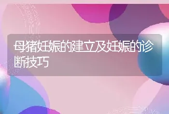 母猪妊娠的建立及妊娠的诊断技巧