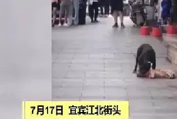 街头再现“狗吃狗”事件 家庭伴侣犬离我们究竟有多远？