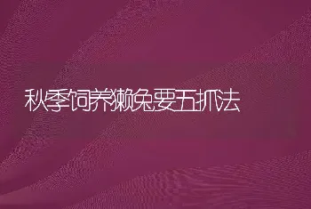 秋季饲养獭兔要五抓法