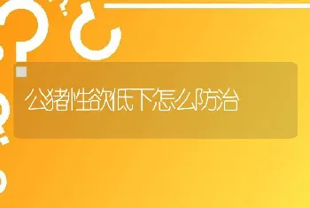 公猪性欲低下怎么防治