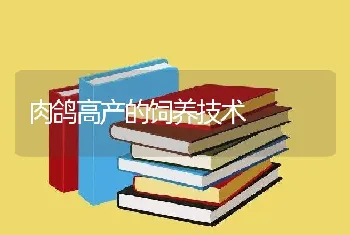 肉鸽高产的饲养技术