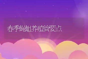 春季蝇蛆养殖管要点